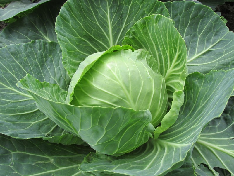 Herb Garden Tips